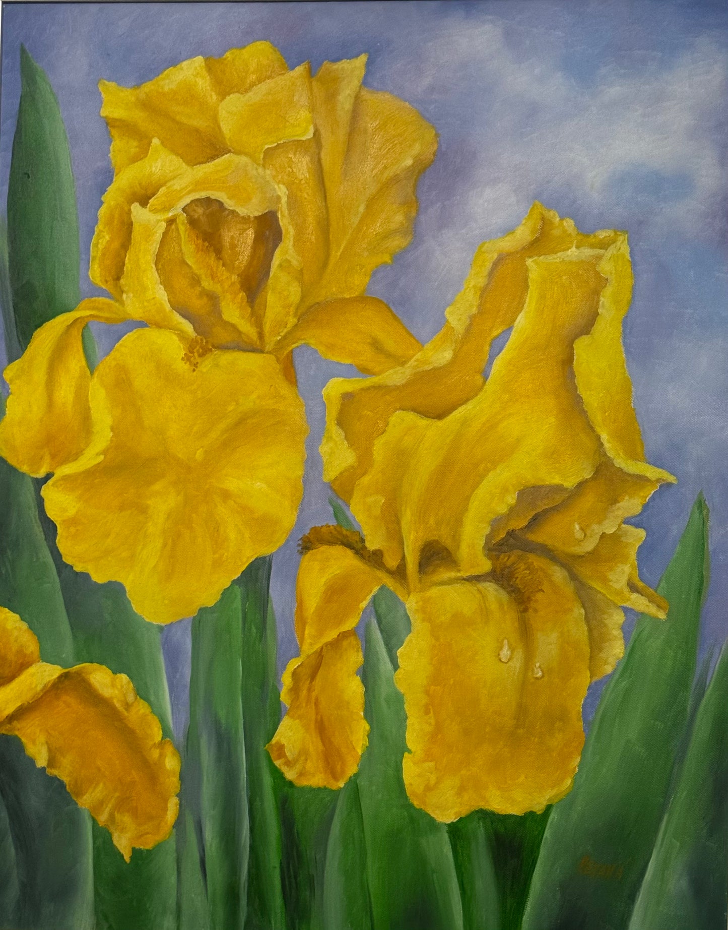 Iris