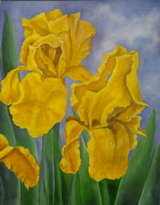 Iris